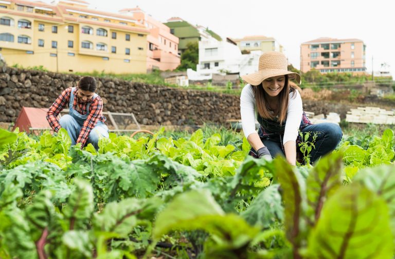 femme travail dans des champs horticulture